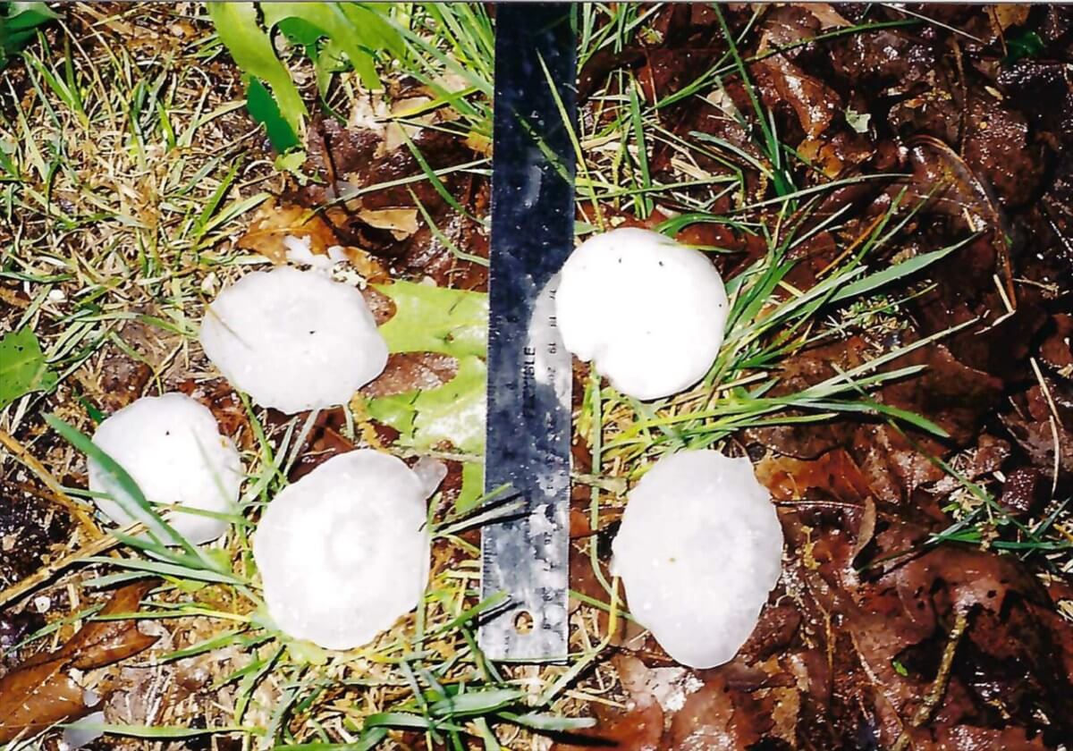 Several large hailstones arranged beside a ruler on wet grass and leaves